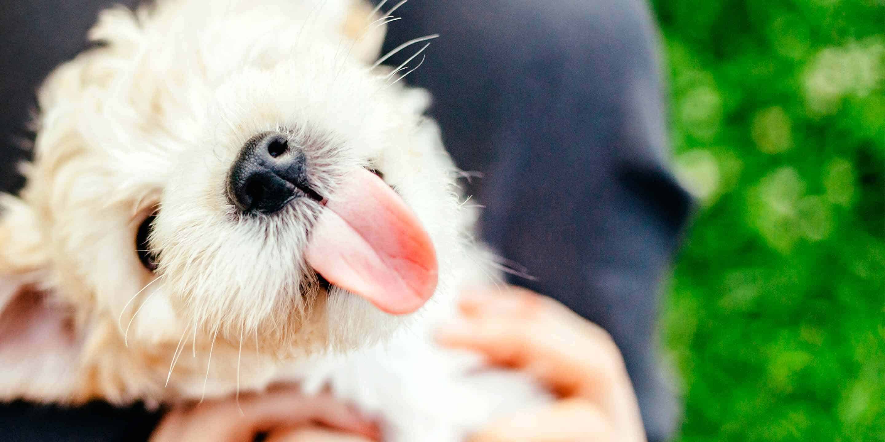 Hands holding a happy dog