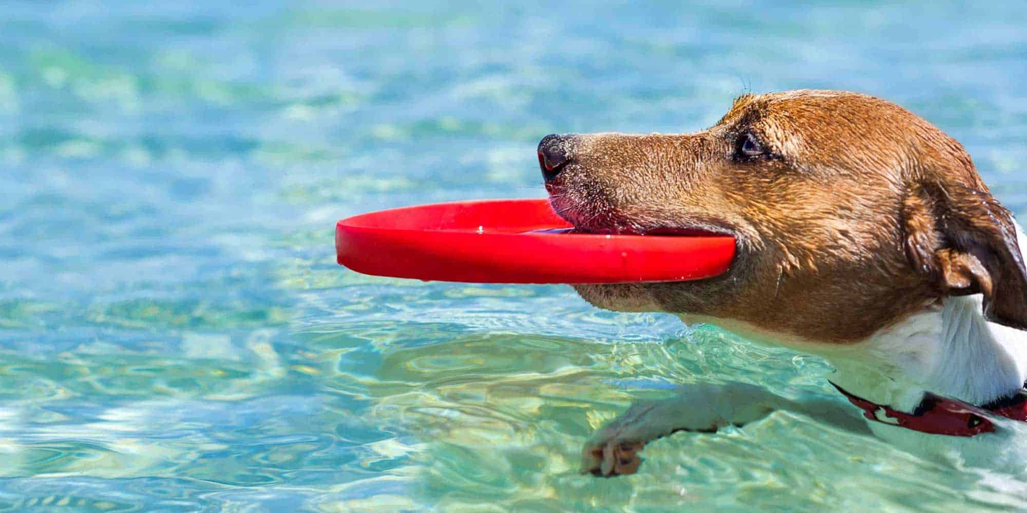 Dog swimming holding a frisbee